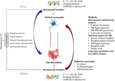 The causal relationship between gut microbiota and diabetic neuropathy: a bi-directional two-sample Mendelian randomization study